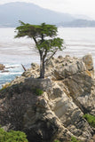Hesperocyparis macrocarpa | Cupressus | Monterey Cypress | 10_Seeds