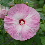 Hibiscus Honeymoon Light Rose | 10_Seeds