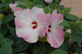Hibiscus Honeymoon Light Rose | 10_Seeds