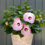 Hibiscus Honeymoon Light Rose | 10_Seeds