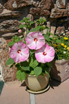 Hibiscus Honeymoon Light Rose | 10_Seeds