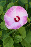 Hibiscus Honeymoon Light Rose | 10_Seeds