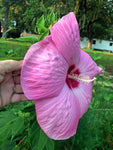 Hibiscus moscheutos Pink Elephant | 20_Seeds
