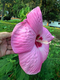 Hibiscus moscheutos Pink Elephant | 20_Seeds