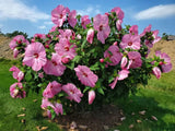 Hibiscus moscheutos Pink Elephant | 20_Seeds