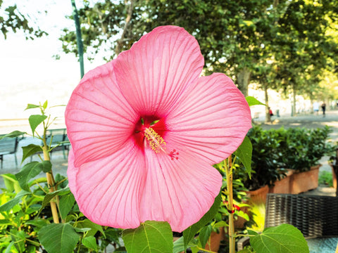Hibiscus moscheutos Pink Elephant | 20_Seeds