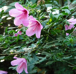 Hibiscus pedunculatus | Wild Forest Pink Mallow | 10_Seeds