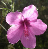 Hibiscus pedunculatus | Wild Forest Pink Mallow | 10_Seeds