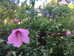 Hibiscus pedunculatus | Wild Forest Pink Mallow | 10_Seeds