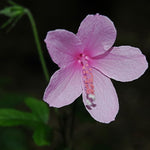 Hibiscus pedunculatus | Wild Forest Pink Mallow | 10_Seeds