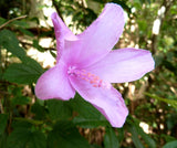 Hibiscus pedunculatus | Wild Forest Pink Mallow | 10_Seeds
