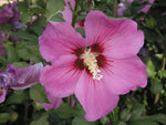 Hibiscus syriacus Violet Satin | 20_Seeds