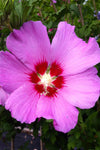 Hibiscus syriacus Violet Satin | 20_Seeds