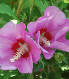 Hibiscus syriacus Violet Satin | 20_Seeds