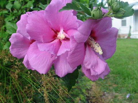 Hibiscus syriacus Violet Satin | 20_Seeds