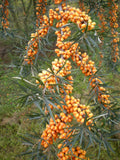 Hippophae rhamnoides | Sea Buckthorn | Sandthorn | Sallowthorn | Seaberry | 50_Seeds