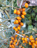 Hippophae rhamnoides | Sea Buckthorn | Sandthorn | Sallowthorn | Seaberry | 50_Seeds
