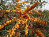 Hippophae rhamnoides | Sea Buckthorn | Sandthorn | Sallowthorn | Seaberry | 50_Seeds