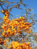 Hippophae rhamnoides | Sea Buckthorn | Sandthorn | Sallowthorn | Seaberry | 50_Seeds