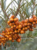 Hippophae rhamnoides | Sea Buckthorn | Sandthorn | Sallowthorn | Seaberry | 50_Seeds