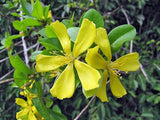 Hugonia mystax | Moustache Vine | Climbing Flax | Mothirakkanni | Kamsamar | 10_Seeds