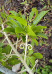 Hugonia mystax | Moustache Vine | Climbing Flax | Mothirakkanni | Kamsamar | 10_Seeds