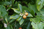 Hugonia mystax | Moustache Vine | Climbing Flax | Mothirakkanni | Kamsamar | 10_Seeds
