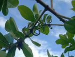 Hugonia mystax | Moustache Vine | Climbing Flax | Mothirakkanni | Kamsamar | 10_Seeds