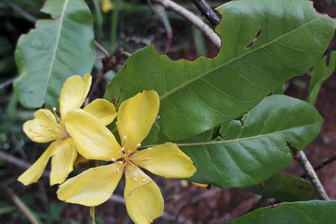 Hugonia mystax | Moustache Vine | Climbing Flax | Mothirakkanni | Kamsamar | 10_Seeds