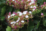 Intsia bijuga | Moluccan Ironwood | Ipil | Borneo Teak | Kwila | 5_Seeds