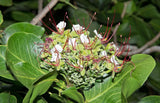 Intsia bijuga | Moluccan Ironwood | Ipil | Borneo Teak | Kwila | 5_Seeds
