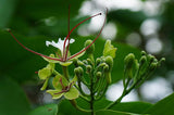 Intsia bijuga | Moluccan Ironwood | Ipil | Borneo Teak | Kwila | 5_Seeds