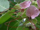 Intsia bijuga | Moluccan Ironwood | Ipil | Borneo Teak | Kwila | 5_Seeds