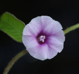 Ipomoea eriocarpa | Tiny Pink Morning Glory | 10_Seeds