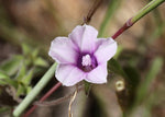 Ipomoea eriocarpa | Tiny Pink Morning Glory | 10_Seeds