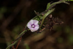 Ipomoea eriocarpa | Tiny Pink Morning Glory | 10_Seeds