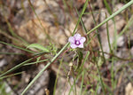 Ipomoea eriocarpa | Tiny Pink Morning Glory | 10_Seeds