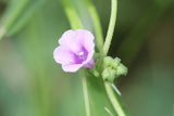 Ipomoea eriocarpa | Tiny Pink Morning Glory | 10_Seeds