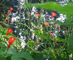 Ipomoea hederifolia Orange Noah | 10_Seeds