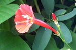 Ipomoea hederifolia Orange Noah | 10_Seeds