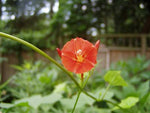 Ipomoea hederifolia Orange Noah | 10_Seeds