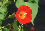 Ipomoea hederifolia Orange Noah | 10_Seeds