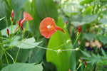 Ipomoea hederifolia Orange Noah | 10_Seeds