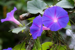Ipomoea indica | Morning Glory | Blue Dawnflower | Oceanblue  | 10_Seeds