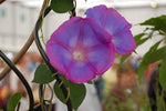 Ipomoea indica | Morning Glory | Blue Dawnflower | Oceanblue  | 10_Seeds