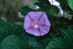 Ipomoea indica | Morning Glory | Blue Dawnflower | Oceanblue  | 10_Seeds