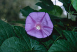 Ipomoea indica | Morning Glory | Blue Dawnflower | Oceanblue  | 10_Seeds