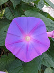Ipomoea indica | Morning Glory | Blue Dawnflower | Oceanblue  | 10_Seeds