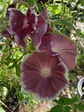 Ipomoea nil Chocolate | 10_Seeds