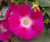 Ipomoea purpurea Crimson Rambler | 10_Seeds